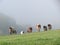 Cows grazing in misty landscape