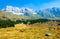 Cows grazing in Montasio Plateau