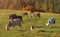 Cows grazing on mountain hills. Dog watching in camera and guarding herd.