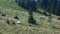 Cows grazing on the mountain meadow.