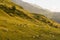 Cows grazing in the mountain meadows in the pyrenees