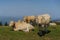 Cows grazing in the mountain meadows in the pyrenees