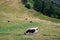 Cows grazing in mountain pasture