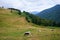 Cows grazing in mountain pasture