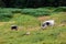 Cows grazing in mountain pasture