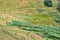 Cows grazing in mountain pasture