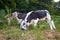 Cows grazing in mountain pasture