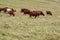 Cows grazing in mountain pasture