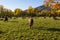 Cows Grazing on Mountainous Landscape Meadow Autumnal