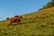 Cows grazing in the mountains