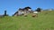 Cows grazing in the mountains