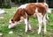 Cows grazing in the mountains, calves grazing grass near Auronzo in a folklore farm in the city.