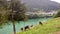 Cows grazing in the mountains, calves grazing grass near Auronzo in a folklore farm in the city.