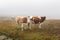 Cows Grazing In The Mountains. Morning Mist On The Farm In Autumn