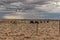 Cows grazing in the Namibia Desert on the way to Sossuvlei.