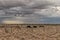 Cows grazing in the Namibia Desert on the way to Sossuvlei.