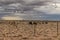 Cows grazing in the Namibia Desert on the way to Sossuvlei.