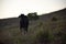 Cows grazing on open fields in the countryside in BrazilÂ´s northeast.