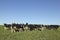 Cows grazing in the pampas.