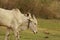 Cows are grazing in the partially filled lake. It usually be the place where grass grows and shephard and cowboys bring animals