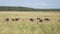 Cows grazing on pasture