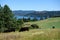 Cows Grazing on Pasture above Lake Coeur d`Alene