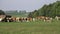 Cows grazing on pasture. Brown cows eating grass