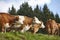 Cows grazing in pasture. Farming. Tirol region. Austria