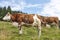 Cows grazing in pasture. Farming. Tirol region. Austria