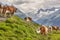 Cows grazing in pasture. Farming. Tirol region. Austria