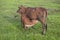 Cows grazing on pasture field landscape