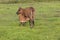 Cows grazing on pasture field landscape