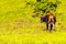 Cows grazing on pasture in the mountains forests Costa Rica