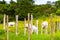 Cows grazing on pasture in the mountains forests Costa Rica