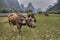 Cows grazing on pasture near Li River and karst hills.