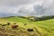 Cows grazing on the pasture in Sao Miguel, Portugal