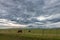 Cows Grazing in a Pasture Under Threatening Skies