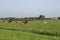 cows grazing in the plain of prairie in summer