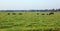 cows grazing in the plain of prairie in summer