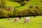 Cows grazing in Pyrenees green autumn meadows at Spain