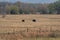 Cows grazing in a ranch pasture