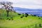 Cows grazing and resting on a pasture