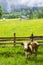 Cows grazing in rural Austria