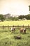 Cows grazing in rural Austria