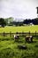 Cows grazing in rural Austria