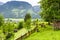 Cows grazing in rural Austria