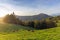 Cows grazing in a scenic green field on sunset