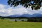 cows grazing by scenic lake Attlesee in the Bavarian Alps, Nesselwang, Allgaeu or Allgau, Germany