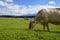 cows grazing by scenic lake Attlesee in the Bavarian Alps, Nesselwang, Allgaeu or Allgau, Germany