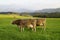 cows grazing by scenic lake Attlesee in the Bavarian Alps, Nesselwang, Allgaeu or Allgau, Germany